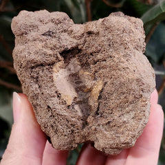 Dinosaur Tail Vertebrae A