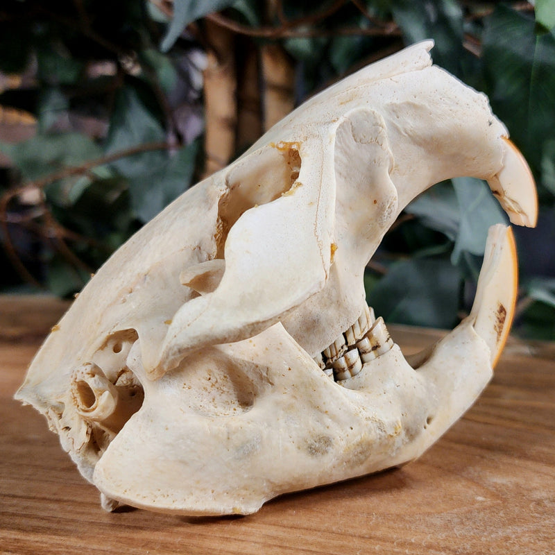 North American Beaver Skulls
