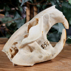 North American Beaver Skulls