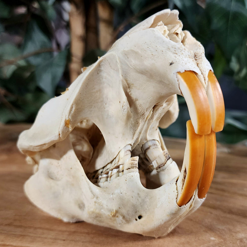 North American Beaver Skulls