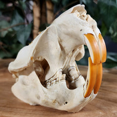 North American Beaver Skulls