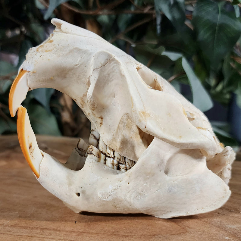North American Beaver Skulls