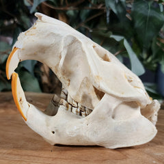 North American Beaver Skulls