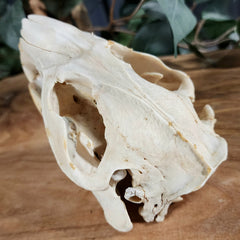 North American Beaver Skulls