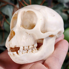 Crab-Eating Macaque Monkey Skull (Infant)