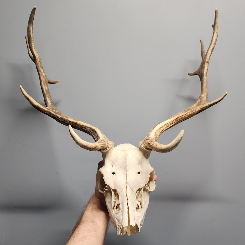 Fallow Deer Skull