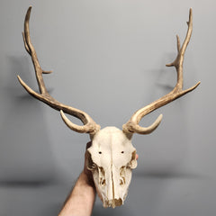 Fallow Deer Skull