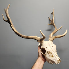 Fallow Deer Skull