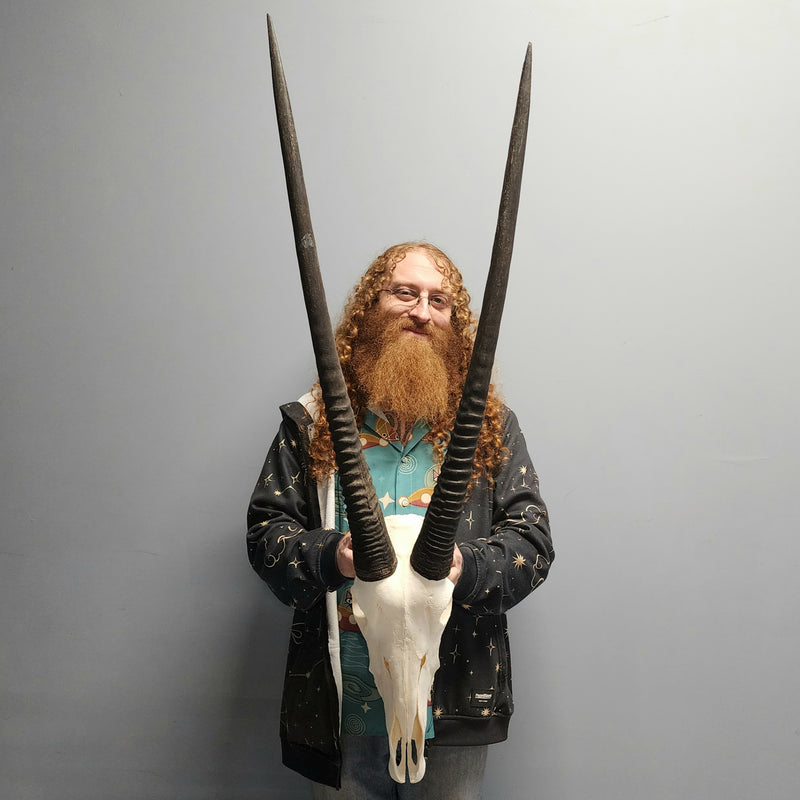 Gemsbok Oryx Skull XL