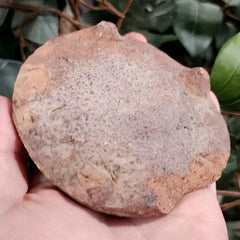 Ancient Near Eastern Pottery Plate