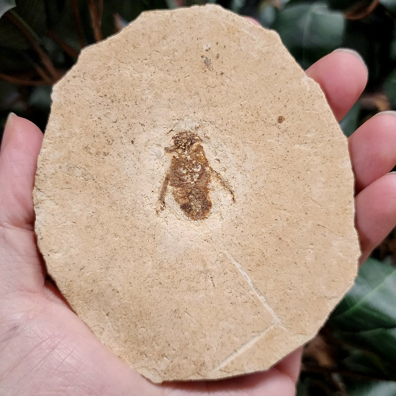Fossil Insect, G (Brazil)