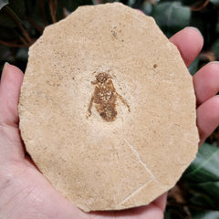 Fossil Insect, G (Brazil)