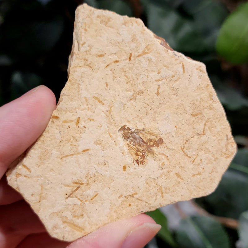 Fossil Insect, J (Brazil)