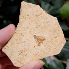 Fossil Insect, J (Brazil)