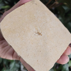 Fossil Insect, I (Brazil)