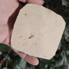 Fossil Insect, H (Brazil)