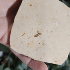 Fossil Insect, H (Brazil)