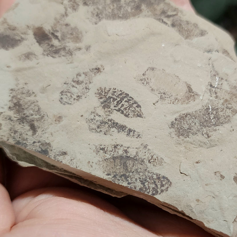 Fossil Maggots (Green River), A