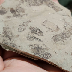 Fossil Maggots (Green River), A