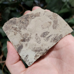 Fossil Maggots (Green River), A