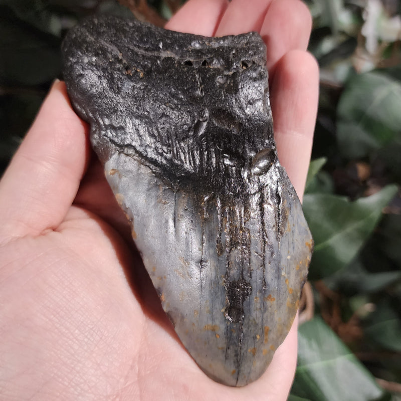 Megalodon Tooth M (4.75")