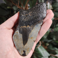 Megalodon Tooth M (4.75