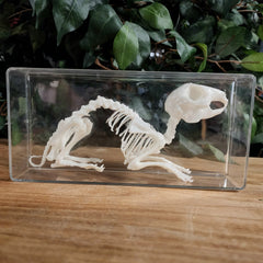 Rabbit Skeleton, Articulated (Replica)