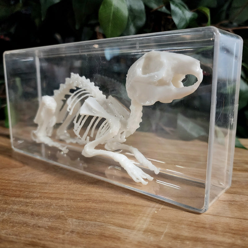 Rabbit Skeleton, Articulated (Replica)