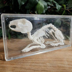 Rabbit Skeleton, Articulated (Replica)