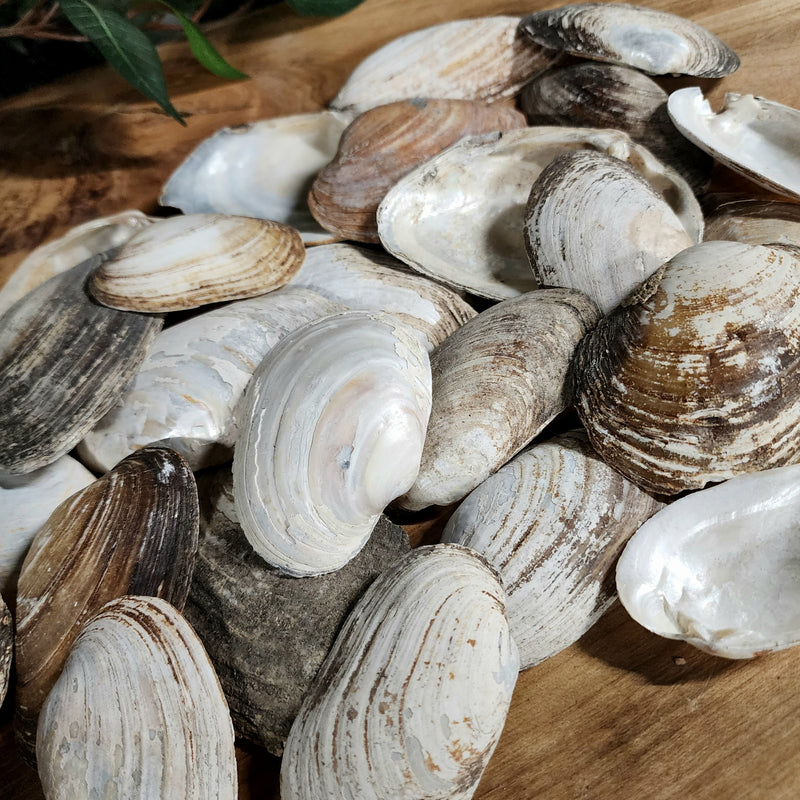 Seashells (Set of 2)