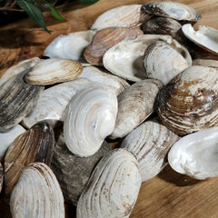 Seashells (Set of 2)