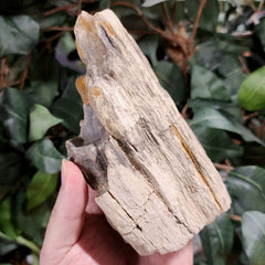 Fossil Wood S (Alberta), Ex-Museum