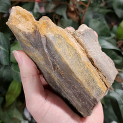 Fossil Wood S (Alberta), Ex-Museum