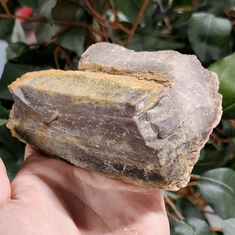 Fossil Wood S (Alberta), Ex-Museum