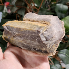 Fossil Wood S (Alberta), Ex-Museum