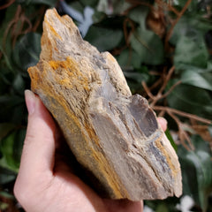 Fossil Wood S (Alberta), Ex-Museum