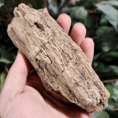 Fossil Wood T (Alberta), Ex-Museum