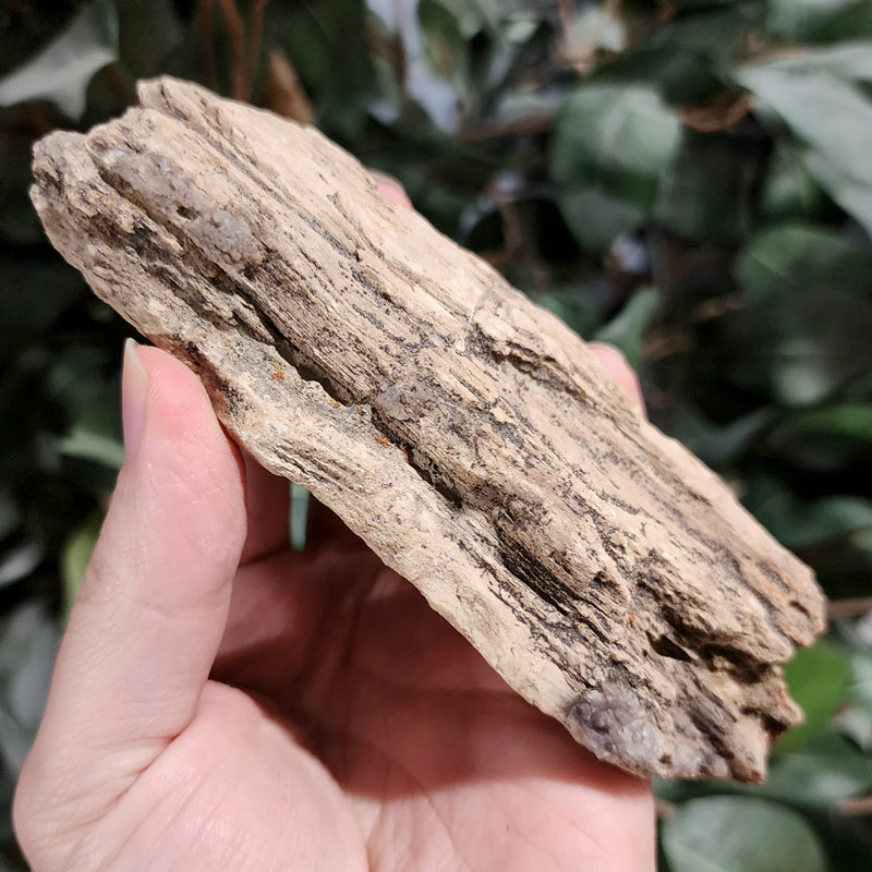 Fossil Wood T (Alberta), Ex-Museum