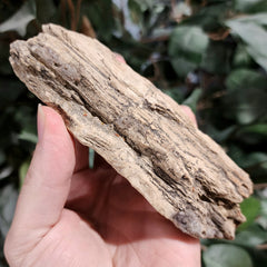 Fossil Wood T (Alberta), Ex-Museum