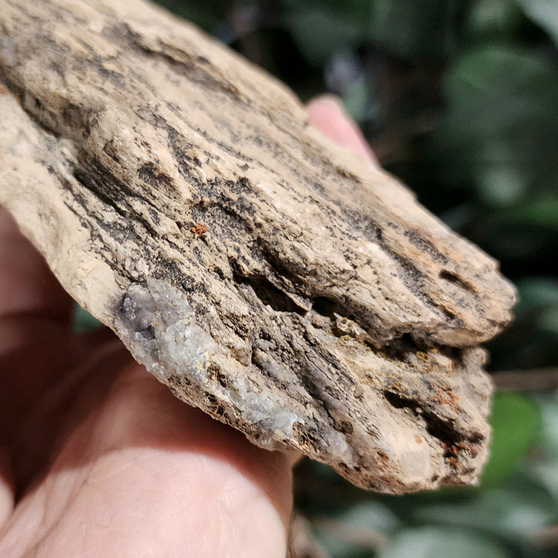 Fossil Wood T (Alberta), Ex-Museum