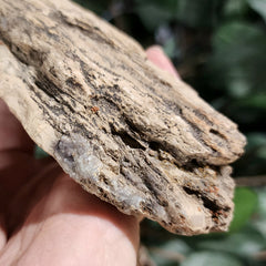 Fossil Wood T (Alberta), Ex-Museum