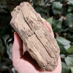 Fossil Wood T (Alberta), Ex-Museum