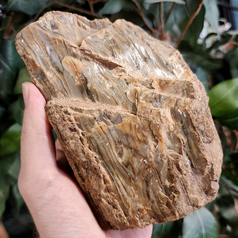 Sumatran Petrified Wood & Amber, XL B (5.5")