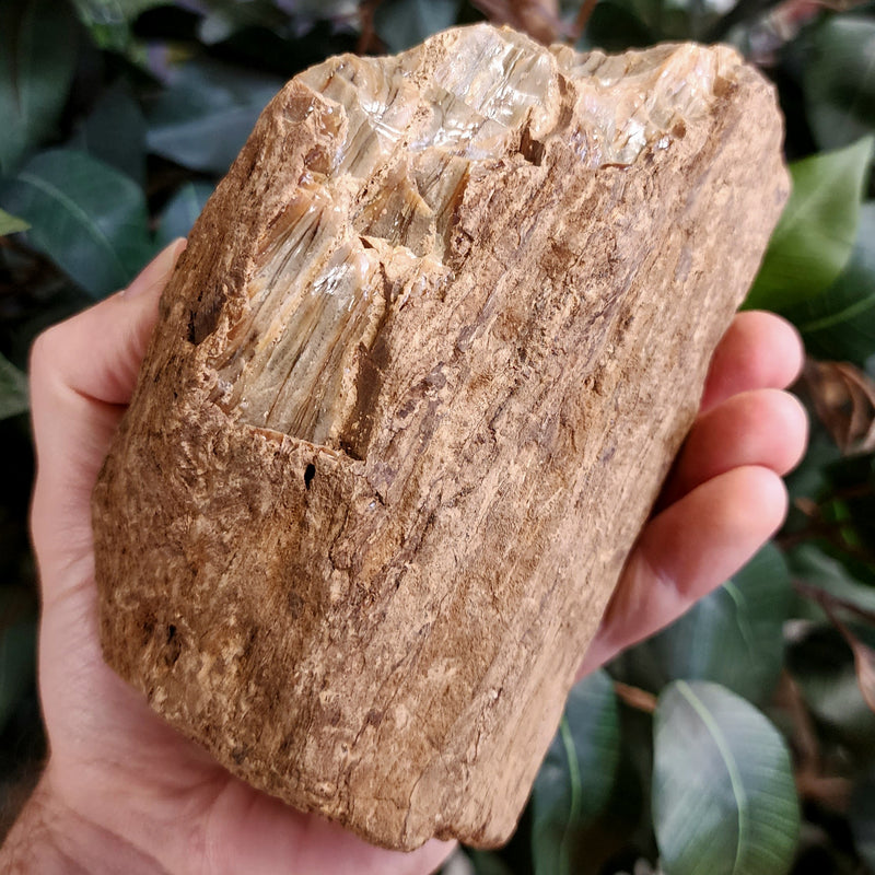 Sumatran Petrified Wood & Amber, XL B (5.5")