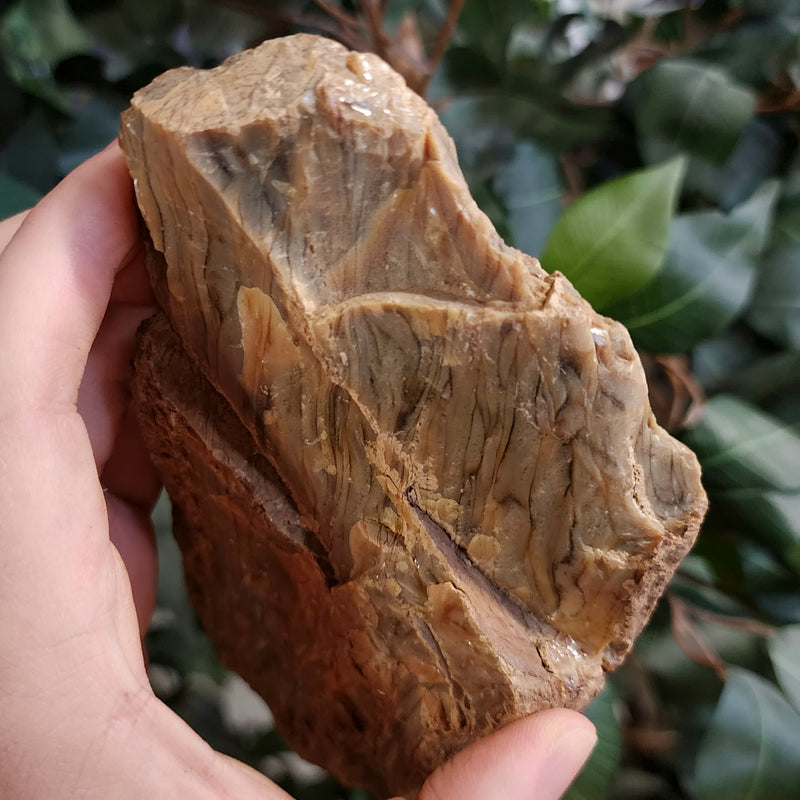 Sumatran Petrified Wood & Amber, XL B (5.5")