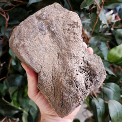 Triceratops Toe Bone (Ex-Museum)