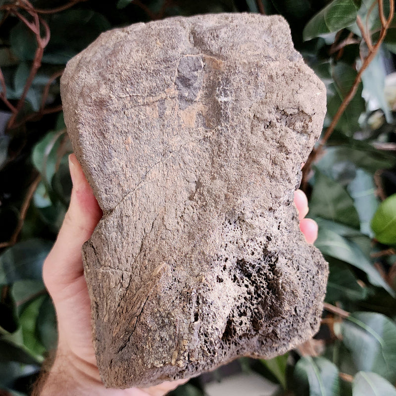 Triceratops Toe Bone (Ex-Museum)
