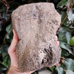 Triceratops Toe Bone (Ex-Museum)