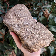 Triceratops Toe Bone (Ex-Museum)