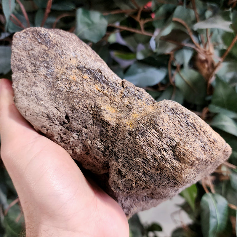 Triceratops Toe Bone (Ex-Museum)